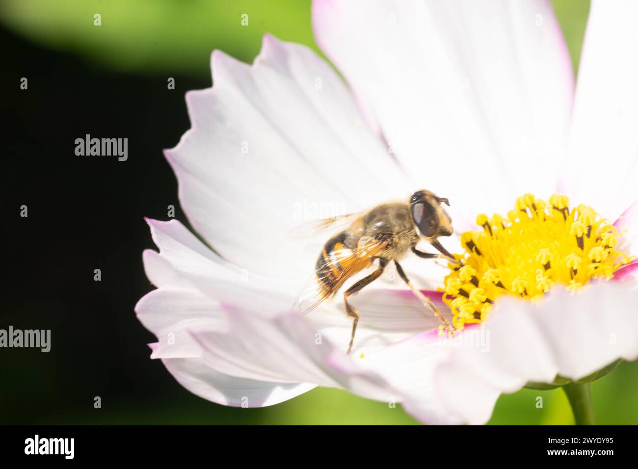 Miele che succhia il nettare su un fiore di coasmos , nel giardino Foto Stock