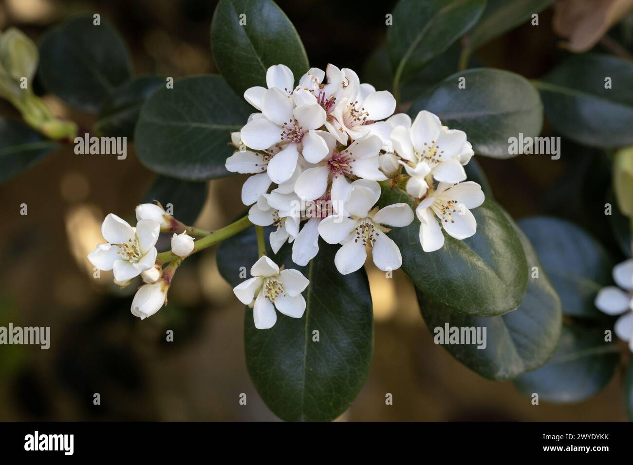 Rhaphiolepis indica 'Springtime', noto anche come biancospino indiano, è un arbusto in fiore sempreverde Foto Stock