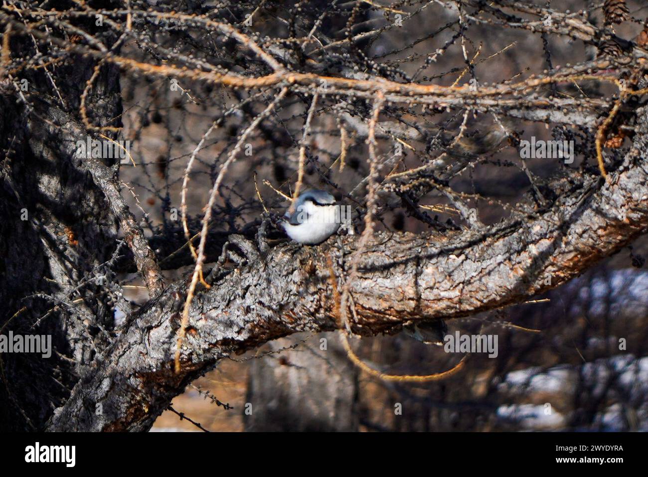 L'uccello siberiano, Meadow Bunting, è visto sui rami degli alberi dell'isola Olkhon. Nel corso degli anni, il ghiaccio blu di Frozen Lake Baikal è diventato un'attrazione turistica invernale, dove i visitatori di solito viaggiano verso la terza isola di lago più grande del mondo, l'isola di Olkhon, per osservare il lago più profondo del mondo. Data la prolungata guerra russa contro l'Ucraina e le successive sanzioni internazionali dal 2022, il numero di visitatori dell'isola è diminuito, dato che la maggior parte dei turisti proviene dalla Cina. (Foto di Jasmine Leung/SOPA Images/Sipa USA) Foto Stock