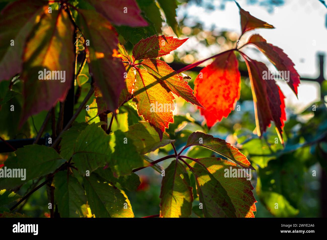 Belle foglie di uva da fanciulla e una mosca, illuminata dal sole che tramonta, nell'estate di agosto Foto Stock