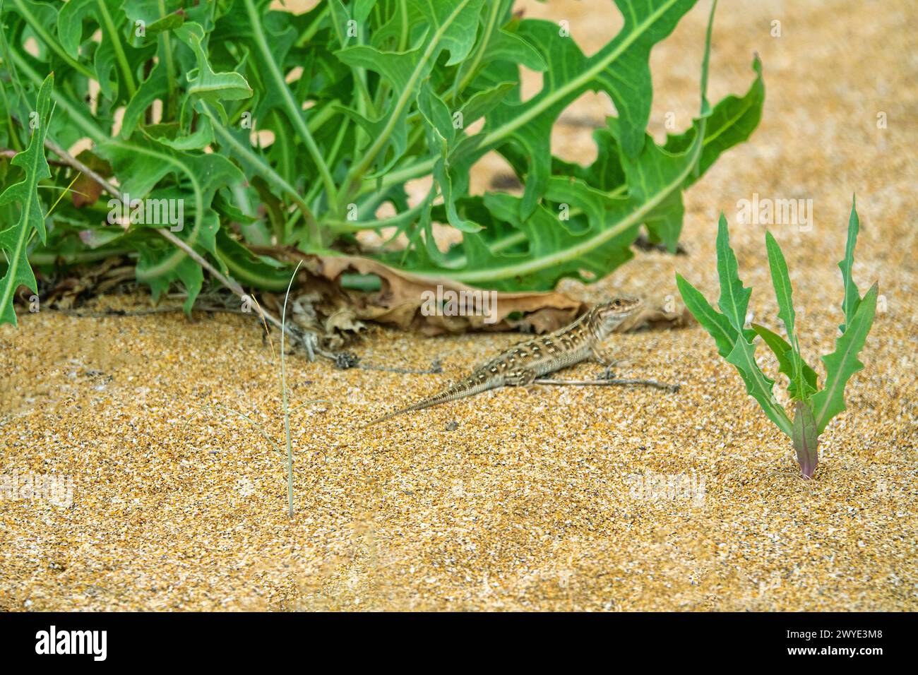 Abitanti di dune di sabbia sul litorale (frammento). Rucola, rucola selvatica, foglie giovani di erba incrociata (Eruca sativa), pianta commestibile. Stepperunner (Eremias ar Foto Stock