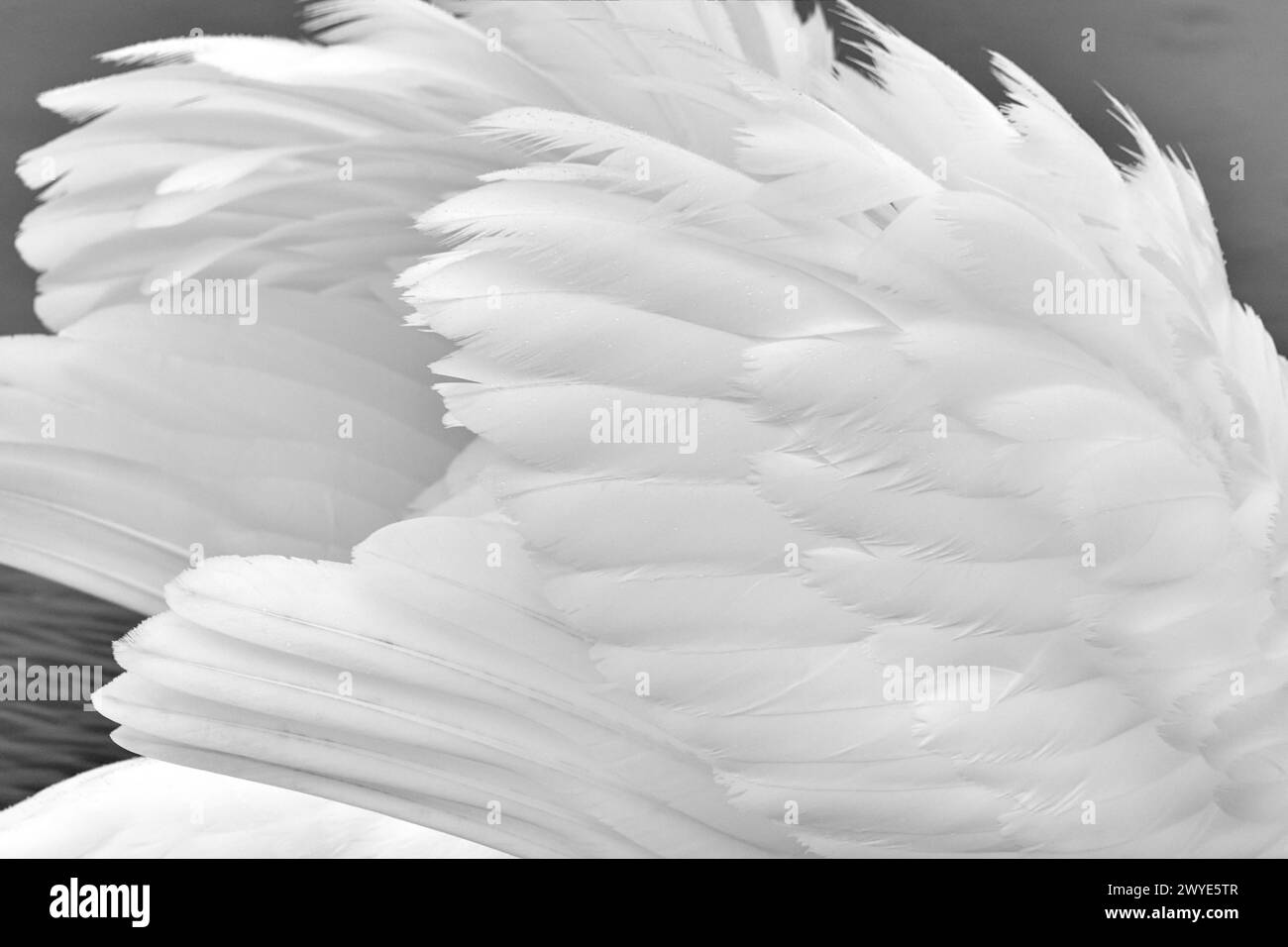 Primo piano delle piume di coda e delle parrucche di un cigno muto in bianco e nero Foto Stock