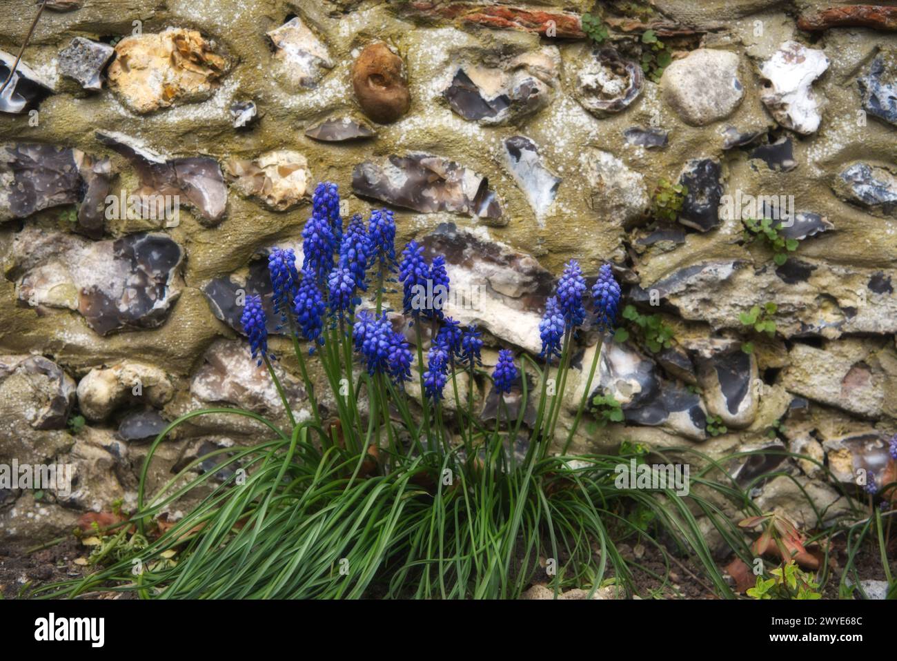 Un piccolo gruppo di Giacinto d'uva contro un muro di pietra Foto Stock