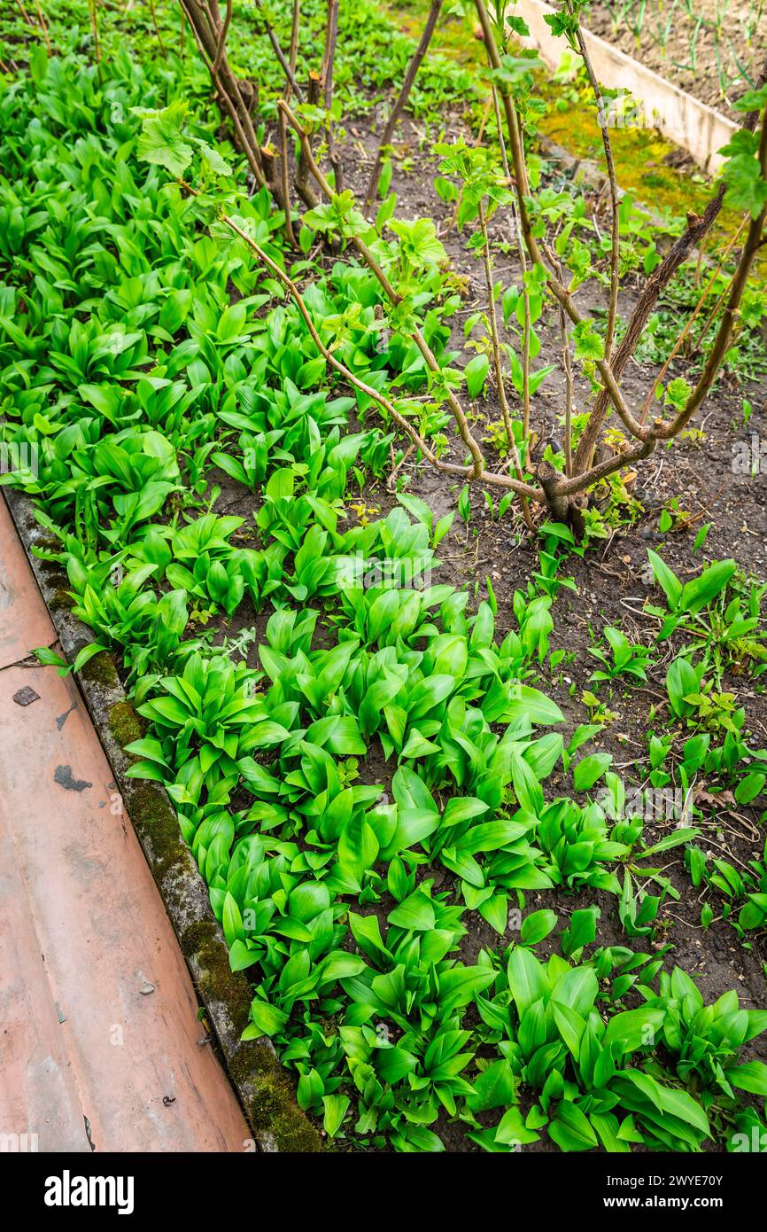 Ramson (allium ursinum), aglio selvatico o porro d'orso che cresce in un giardino Foto Stock
