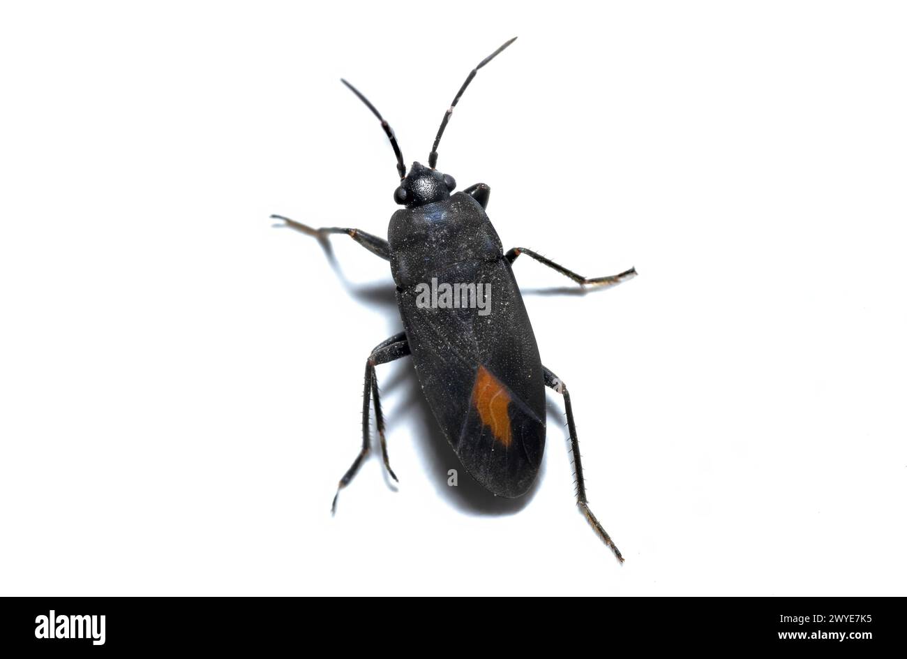 Insetto Aphanus rolandri della famiglia Lygaeidae, insetto insetti di erba latta isolato su sfondo bianco, foto in studio Foto Stock