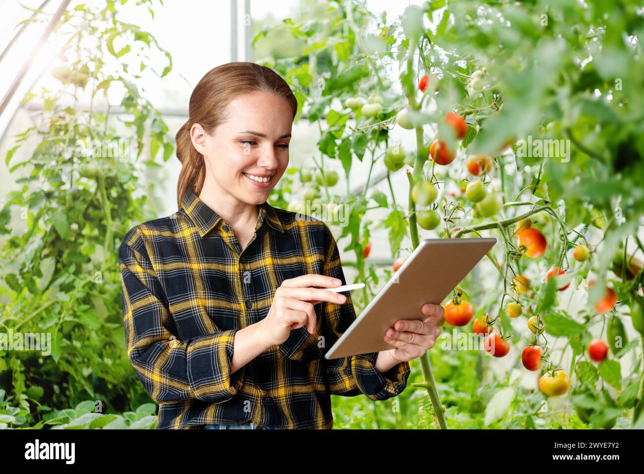 La moderna agricoltrice femminile utilizza un tablet digitale in una serra di verdure biologiche. Foto Stock