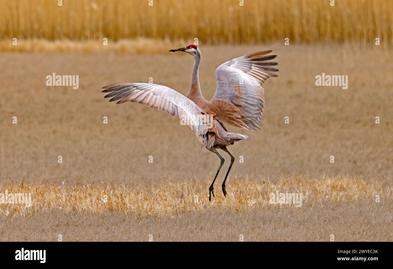 Un maschio Sandhill Crane (Grus Canadensis) esegue una danza di accoppiamento per una femmina Sandhill Crane fuori dalla cornice al Bear River Migratory Bird Refuge, Utah. Foto Stock
