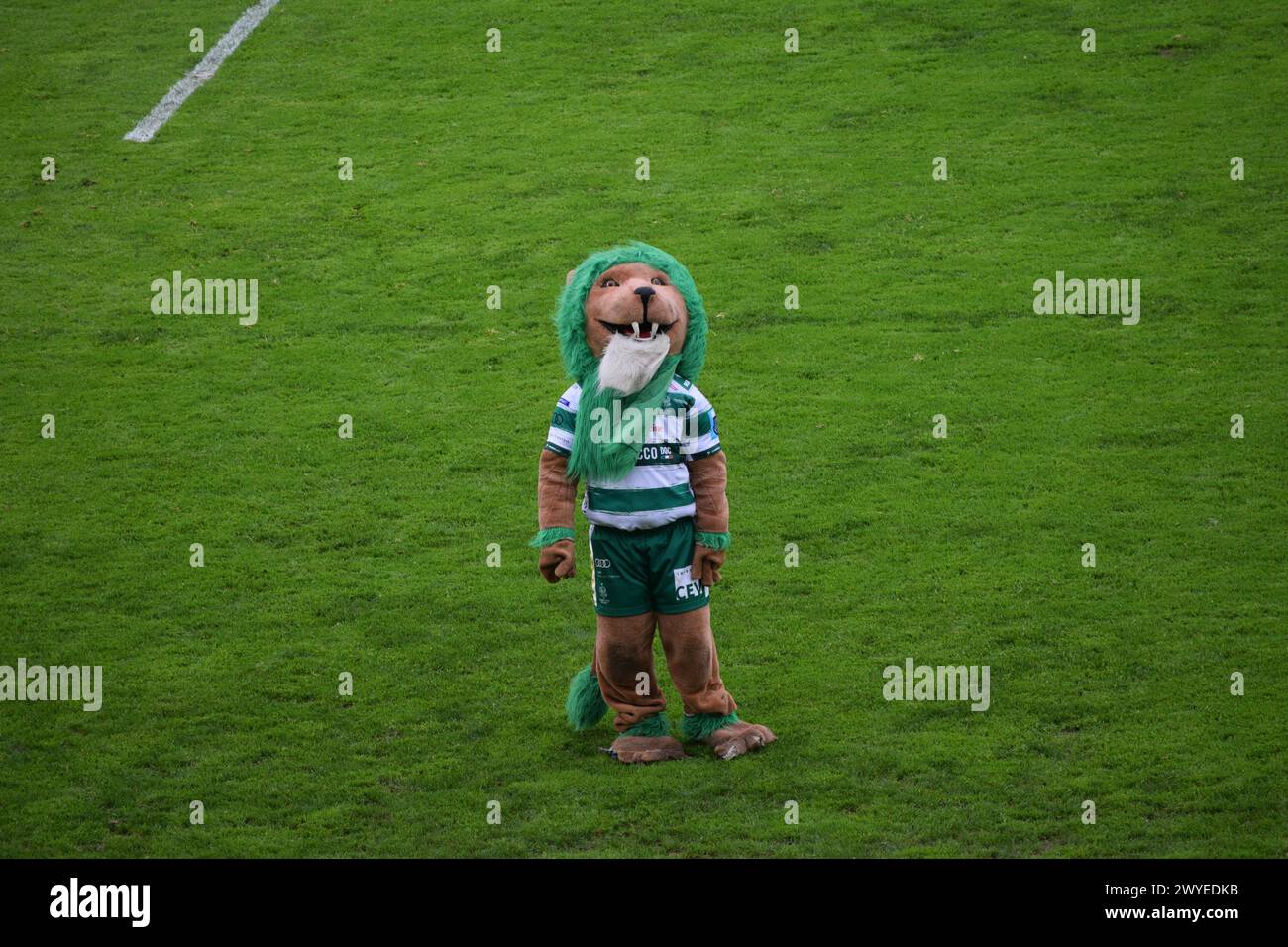 Mascotte a Benetton Treviso contro Connacht nella URC nel marzo 2024 Foto Stock