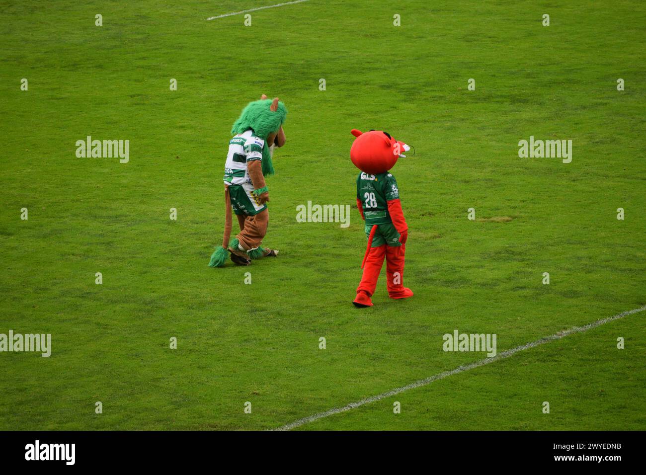 Mascotte a Benetton Treviso contro Connacht nella URC nel marzo 2024 Foto Stock