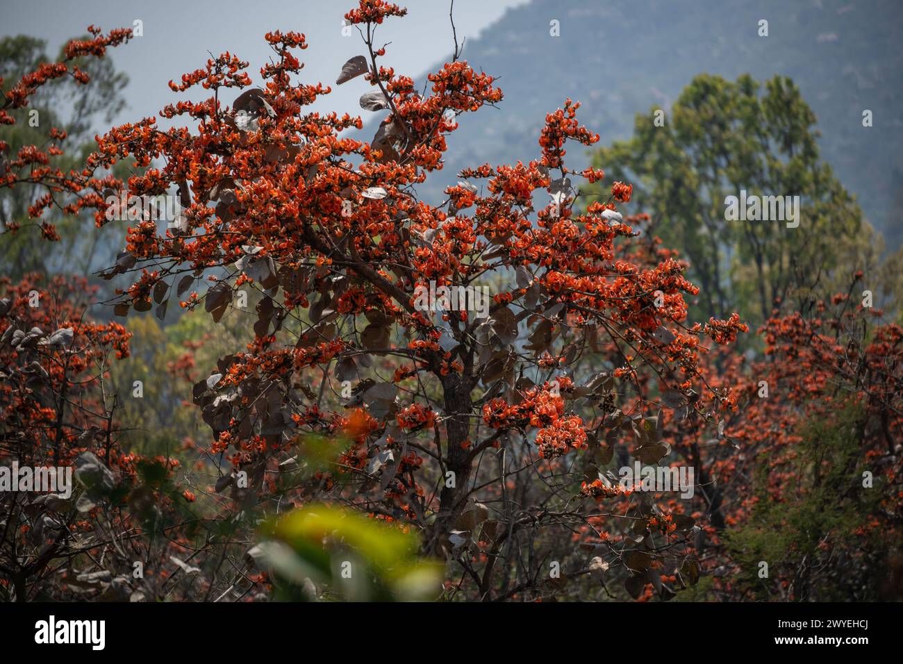 Molte espressioni letterarie popolari descrivono il palash come l'incendio della foresta. La bellezza delle foreste secche e decidue di Jharkhand Foto Stock