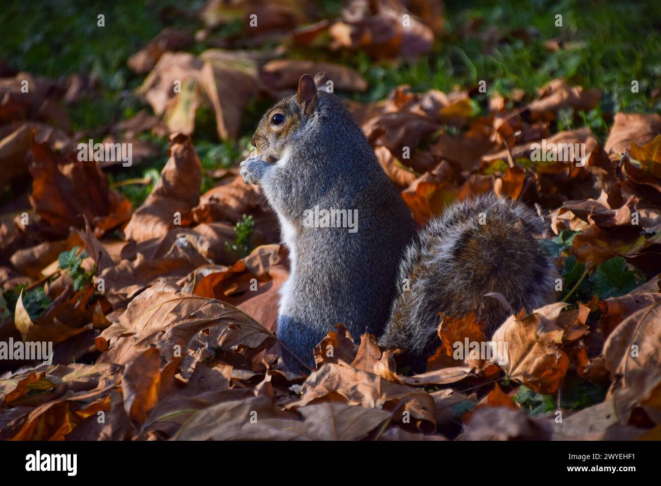 Londra, Regno Unito. 22 novembre 2021. Uno scoiattolo grigio si forgia tra le foglie cadute in autunno. Credito: Vuk Valcic/Alamy Foto Stock