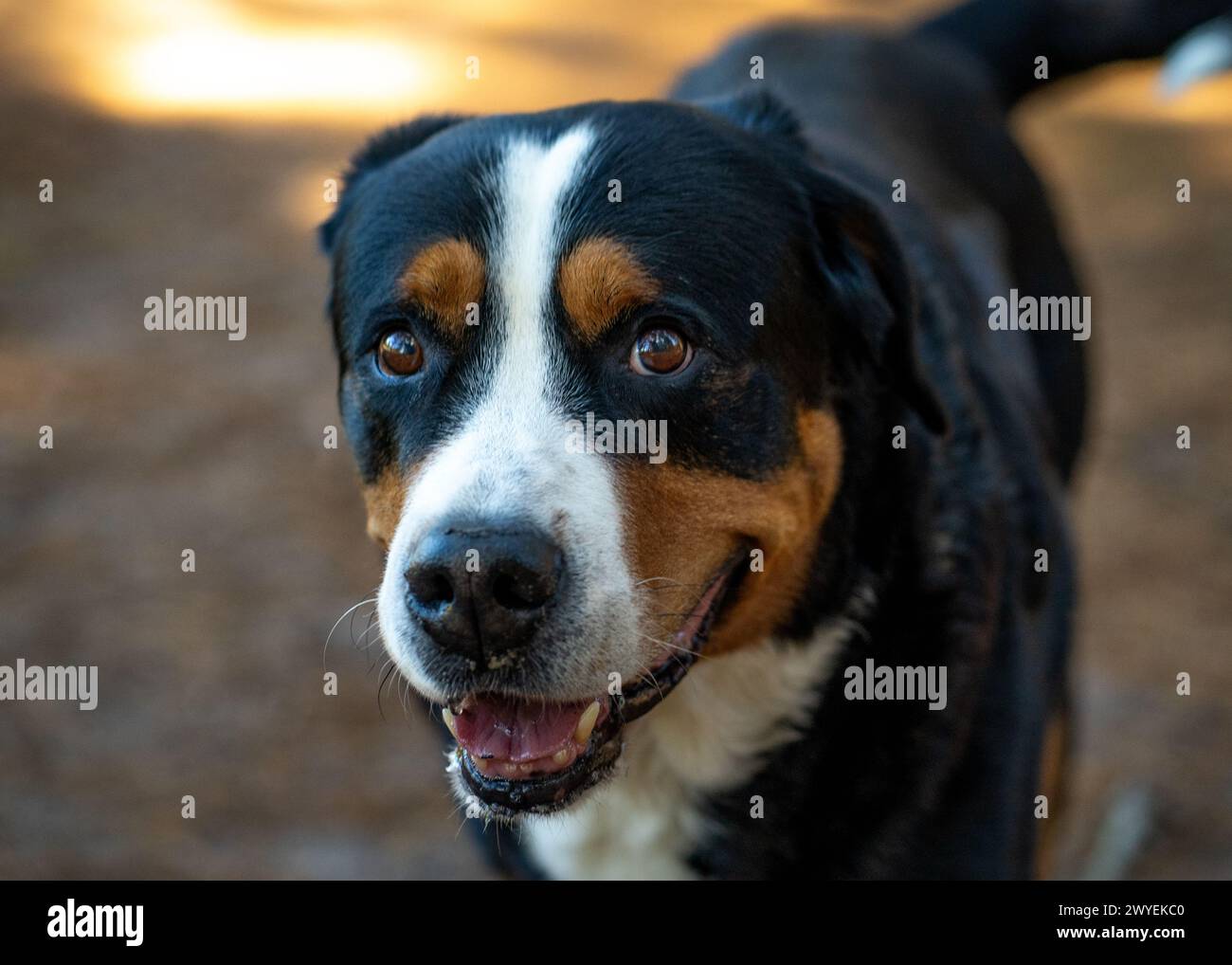 Un cane da montagna svizzero in una foresta Foto Stock