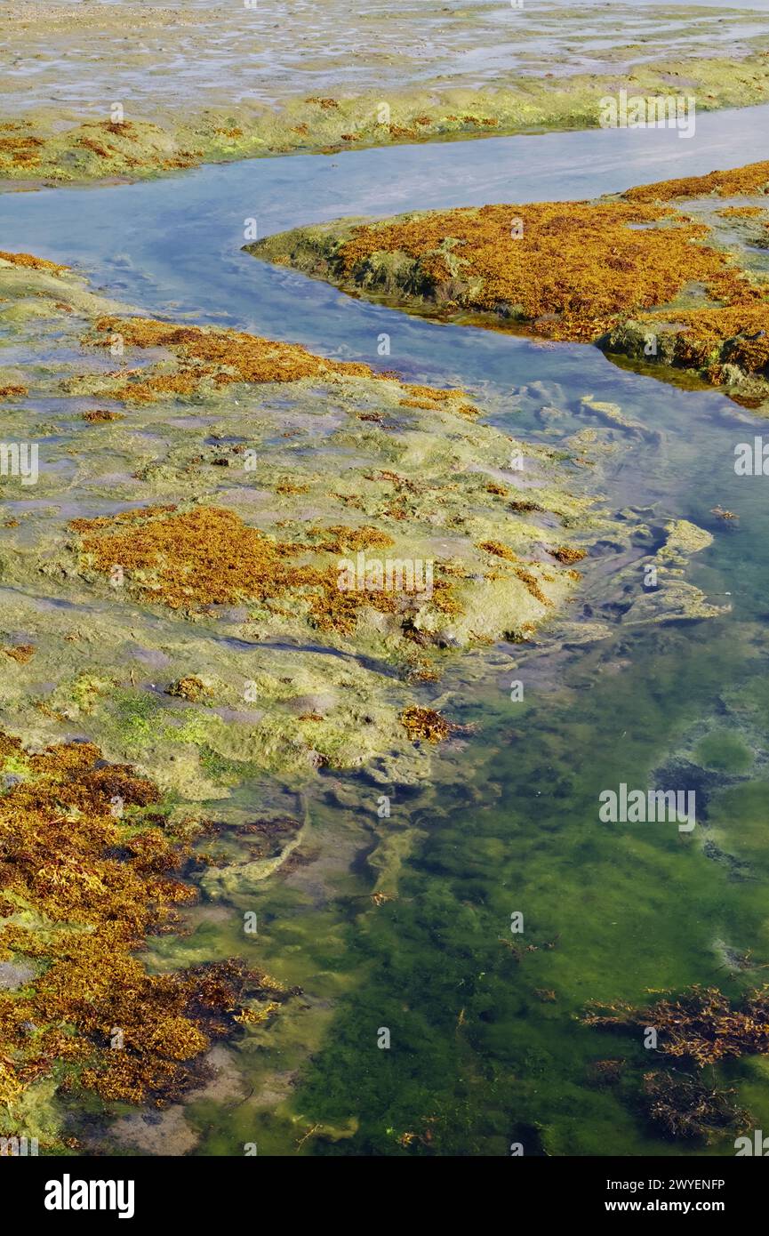 Un torrente di acqua salata coperto da piante acquatiche, alghe marine e alghe su Una palude salata a Low Tide, Pennington Marshes, Keyhaven Regno Unito Foto Stock