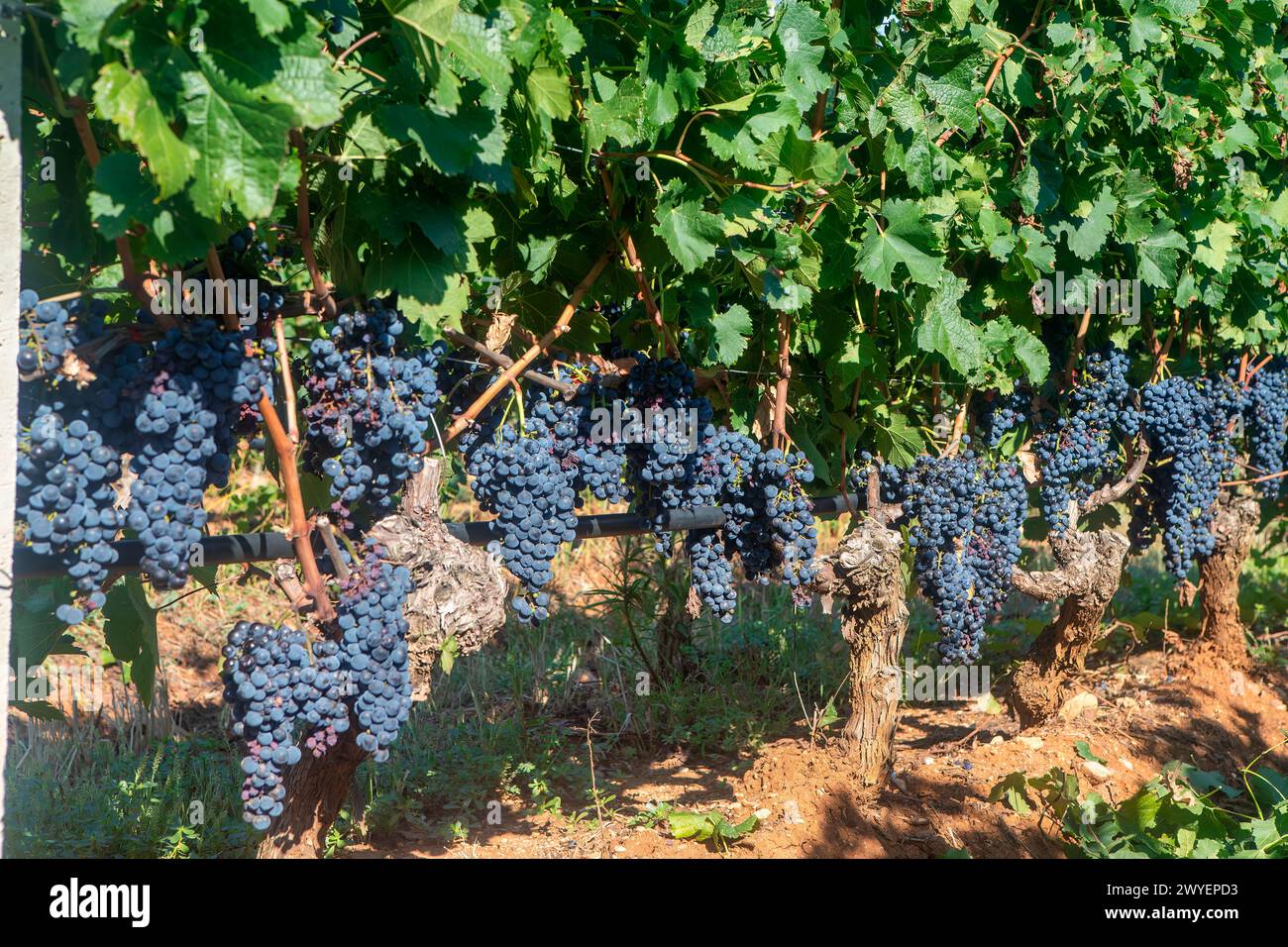 Uva nera che cresce su una vite durante la vendemmia. Foto Stock