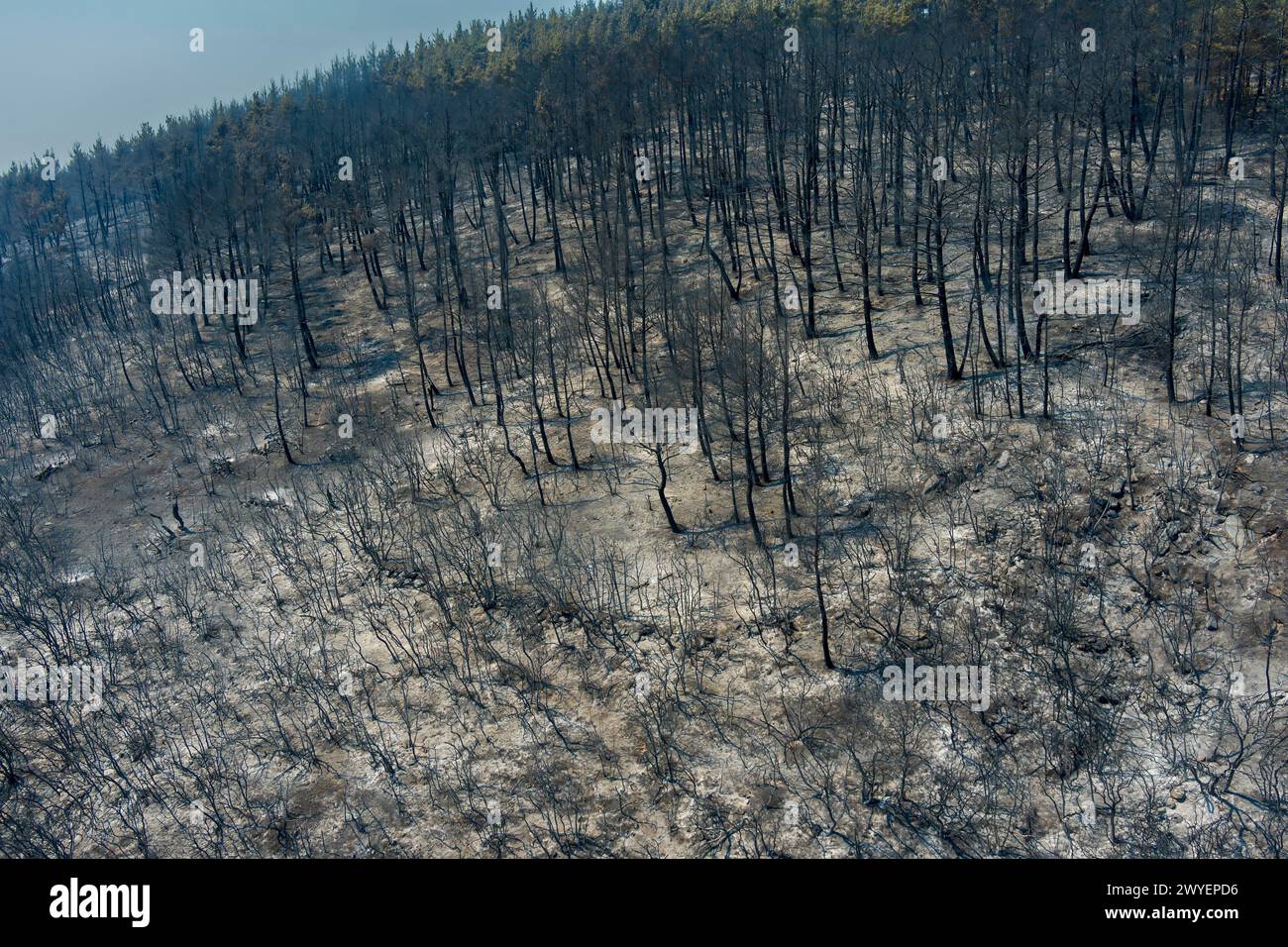 La vista aerea mostra un'area bruciata dopo un incendio nella prefettura di Evros, nel nord della Grecia, nel più grande incendio mai avvenuto in Europa il 23 agosto 2023. Catastrofico Foto Stock