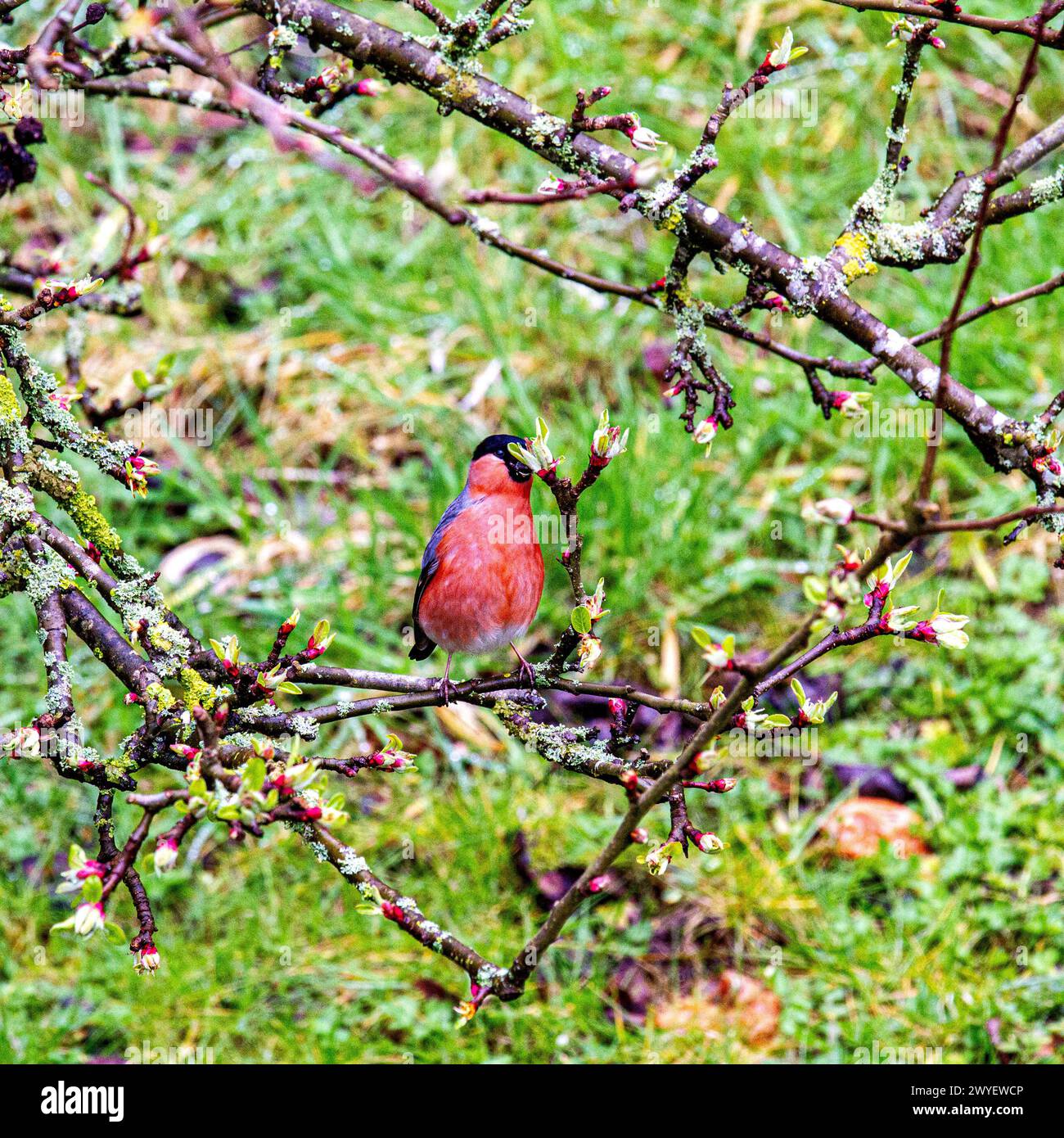 Dundee, Tayside, Scozia, Regno Unito. 6 aprile 2024. Meteo nel Regno Unito: Il tempo di aprile mostra un magnifico uccello Bullfinch arroccato su alberi da frutto che mangiano le gemme in un cupo pomeriggio primaverile a Dundee, in Scozia. Crediti: Dundee Photographics/Alamy Live News Foto Stock