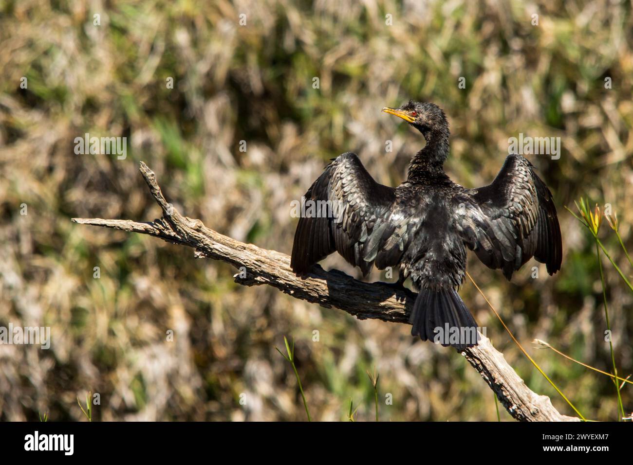 Un cormorano di canna, Microcarbo africanus, con le sue ali distese, per asciugarsi dopo la caccia, nei Giardini Botanici di Witwatersrand in Sudafrica Foto Stock