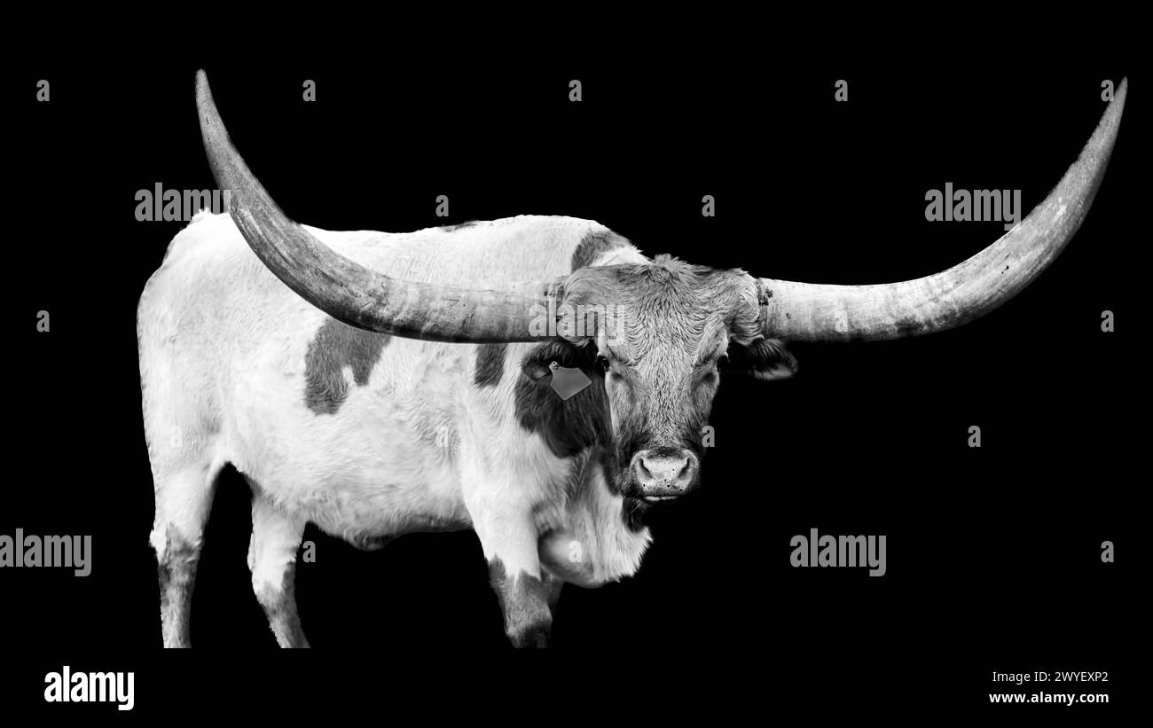 Texas Longhorn Foto Stock