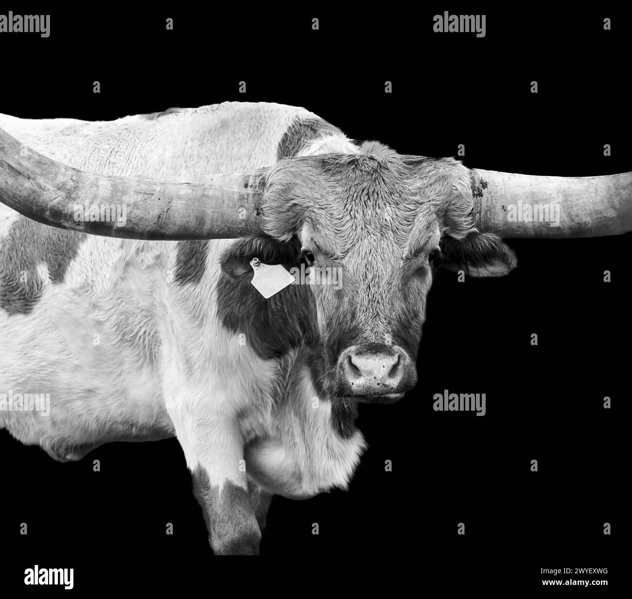 Texas Longhorn Foto Stock