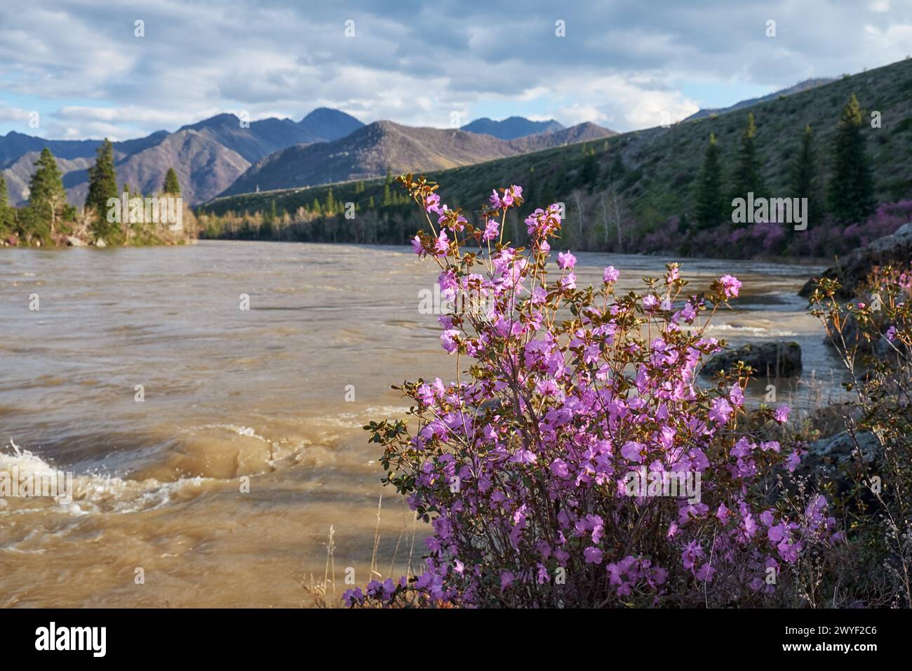 Rododendro dauricum cespugli con fiori (nomi popolari bagulnik, maralnik) vicino al fiume Altai Katun. Le montagne sono sullo sfondo. Foto Stock