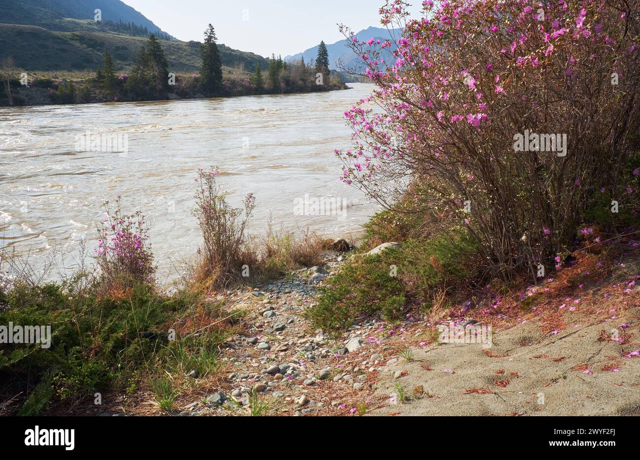 Rododendro dauricum cespugli con fiori (nomi popolari bagulnik, maralnik) vicino al fiume Altai Katun. Foto Stock