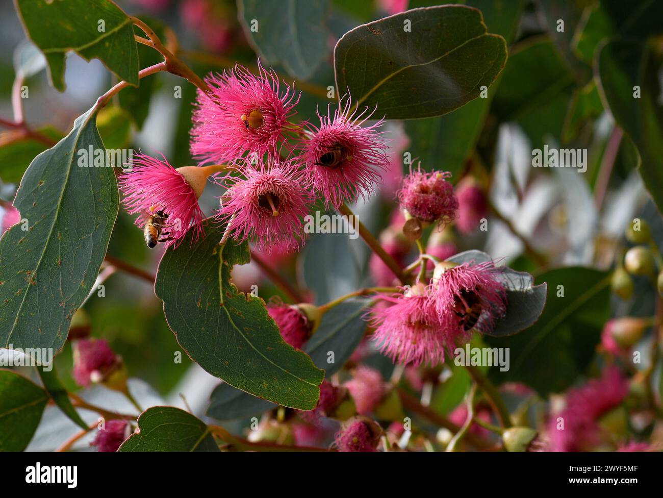 Api in fiore rosa del Mugga nativo australiano o Red Ironbark Eucalyptus sideroxylon, famiglia Myrtaceae, nel nord-ovest del nuovo Galles del Sud Foto Stock