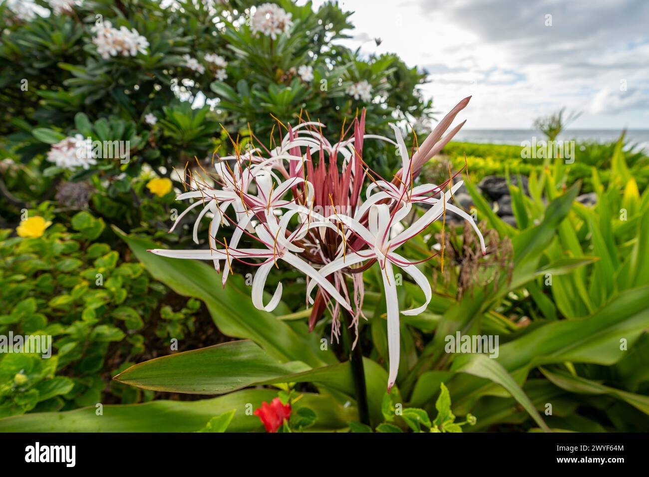 I bellissimi gigli rosa e bianchi del Crinum crescono tra i lussureggianti giardini lungo la spiaggia di Koloa, Hawaii, Stati Uniti. Foto Stock