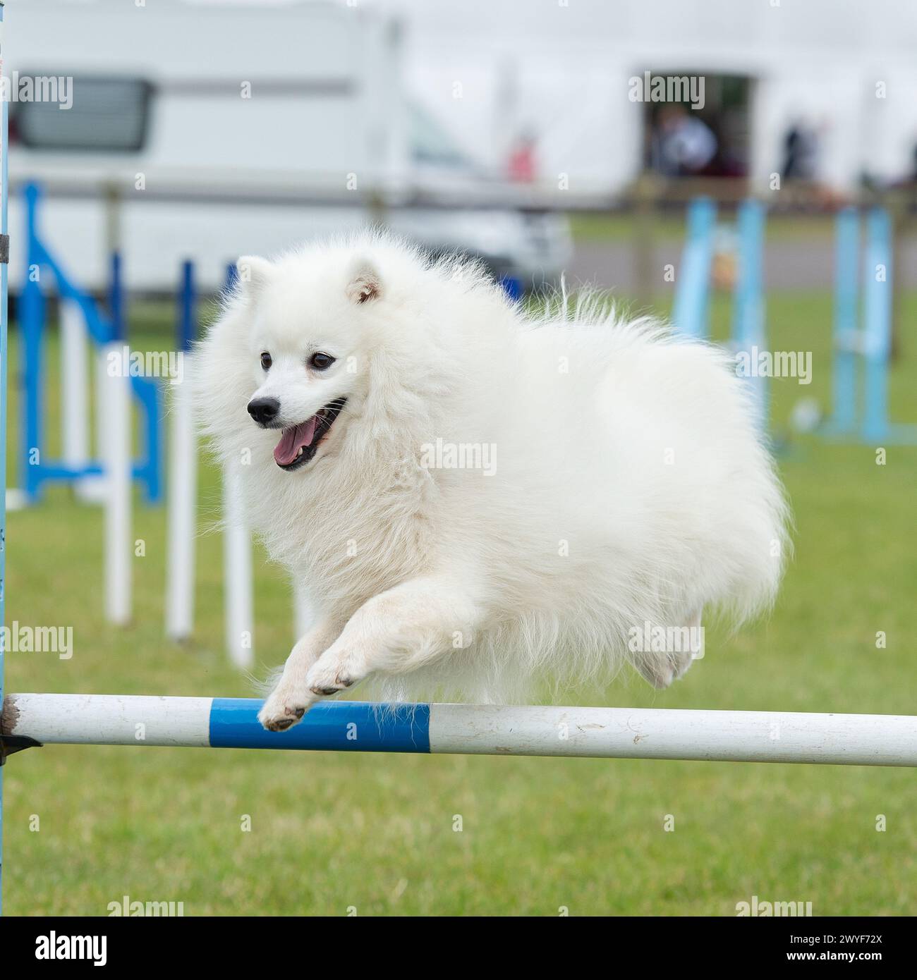 il cane eschimese americano gareggia nella competizione di agilità Foto Stock