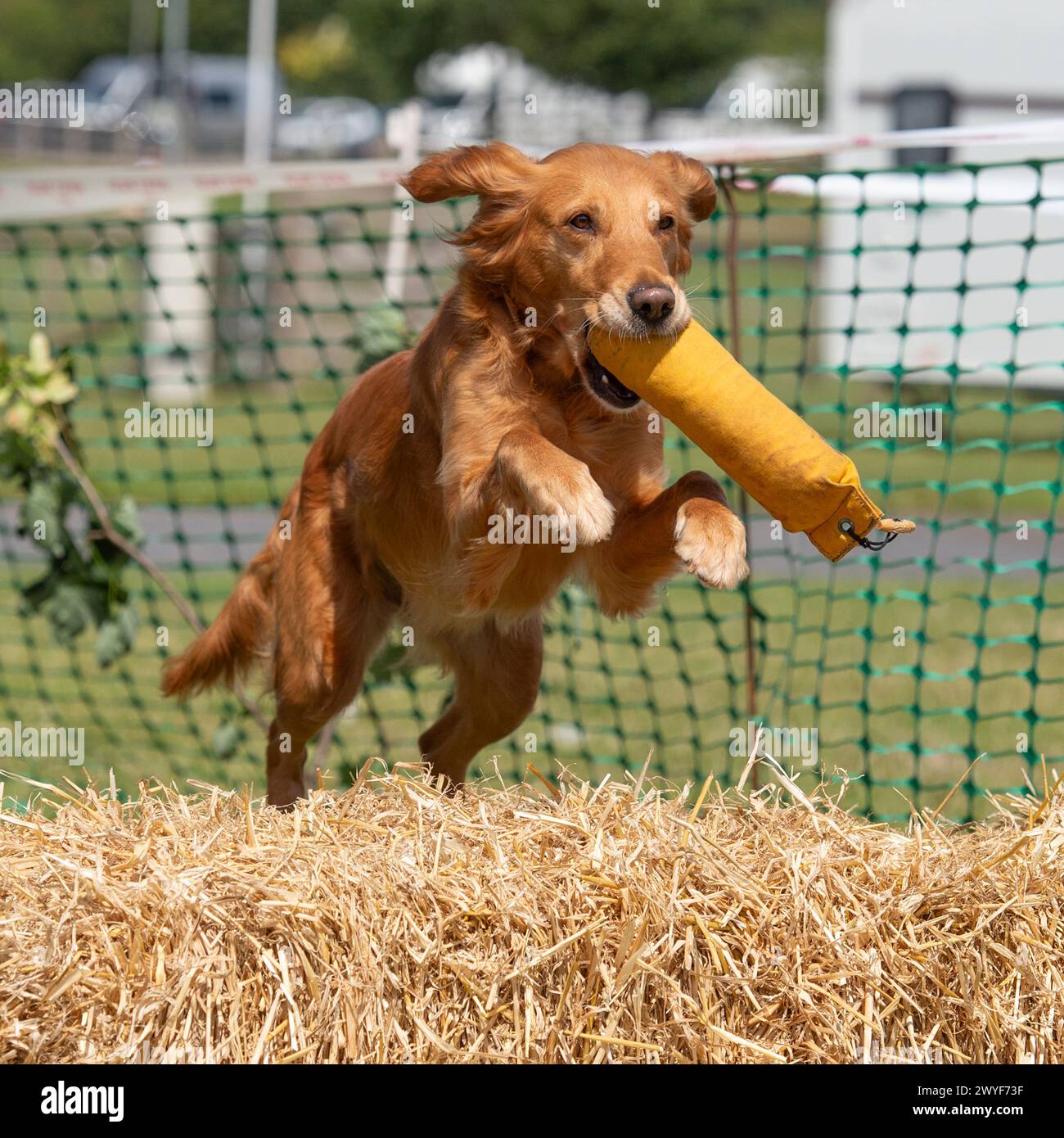 golden retriever in competizione in uno scurry di pistoleri ad una fiera campestre Foto Stock