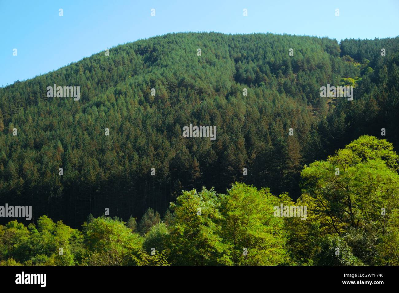 Luce solare su una foresta di conifere che copre le montagne della Serbia centrale occidentale Foto Stock