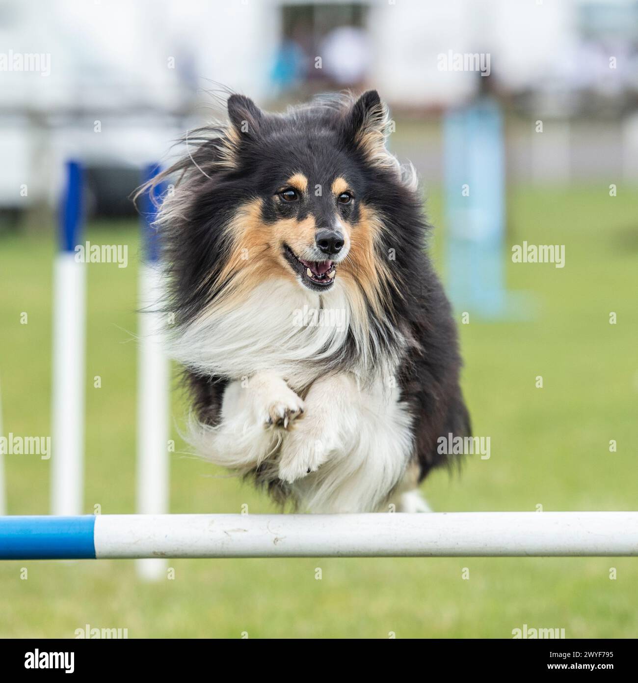 il cane da pastore delle shetland gareggia per agilità Foto Stock