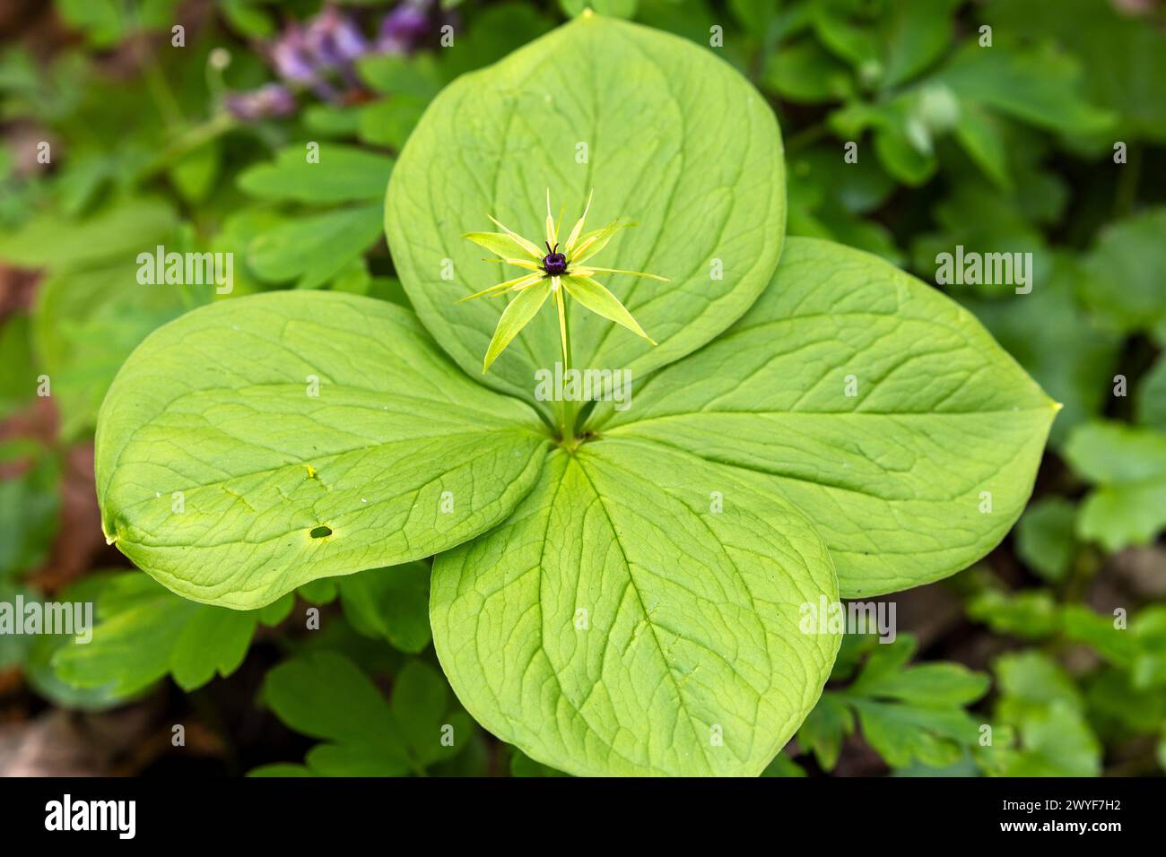 Il fiore della quadrifolia di Parigi, il nodo Herb-paris o il vero amante Foto Stock