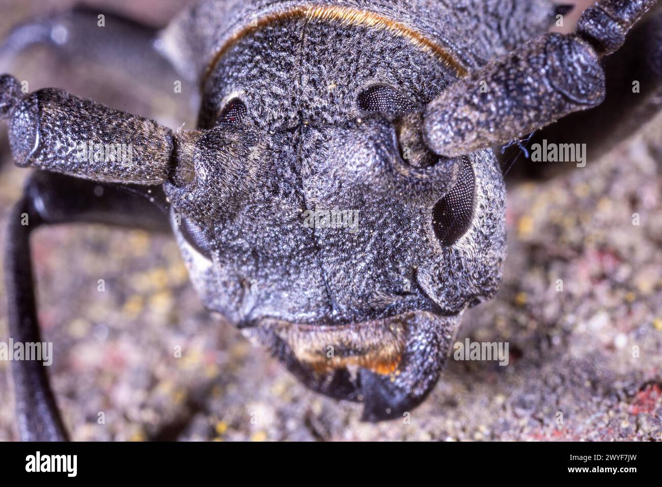 Primo piano di Morimus funereus, una specie di coleottero della famiglia Cerambycidae Foto Stock