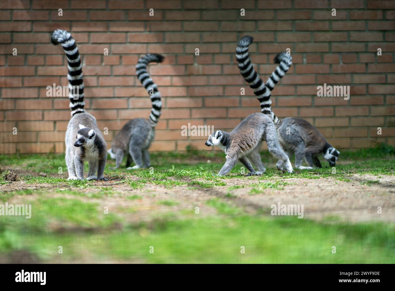 Lemuri con coda ad anello e unghie contro il muro di mattoni Foto Stock