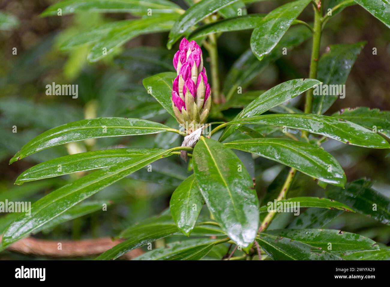 Il bocciolo di Rhododendron sta per sbocciare Foto Stock