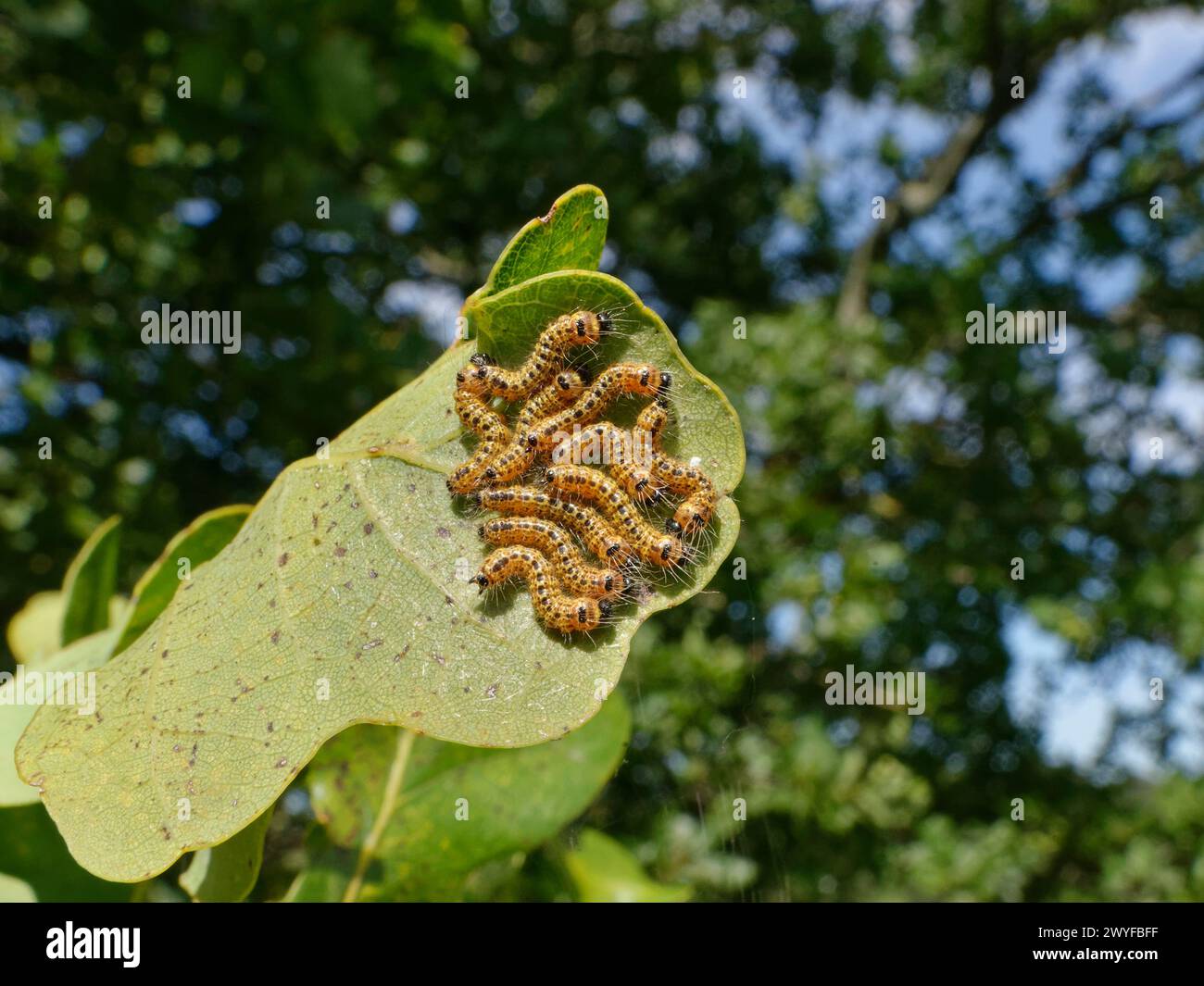 Caterpillars di falena (Phalera bucephala) che si nutrono su una foglia di Pedunculato / quercia inglese (Quercus robur), Wiltshire, Regno Unito, settembre. Foto Stock