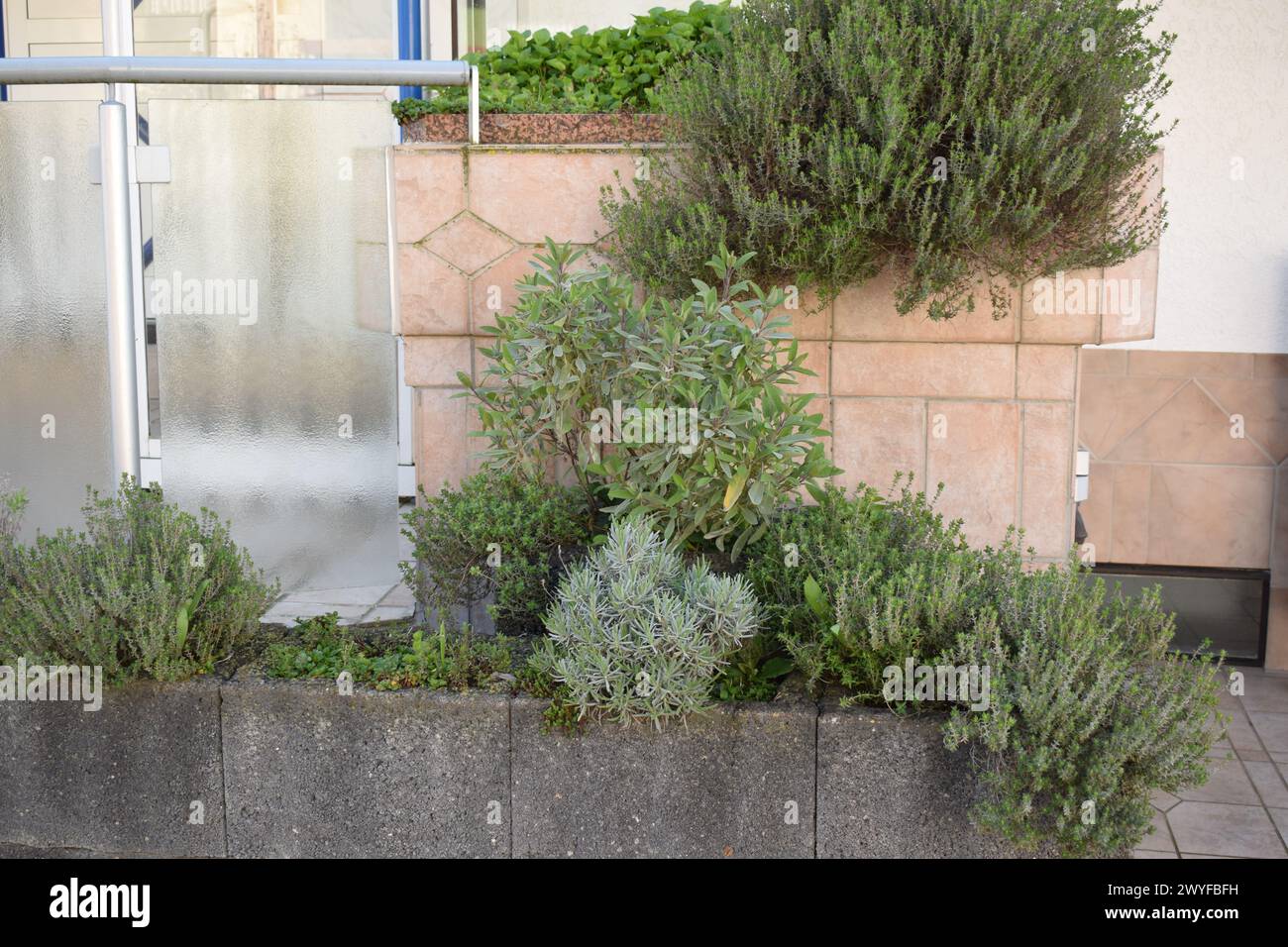 piantare un muro con timo, lavanda e salvia Foto Stock