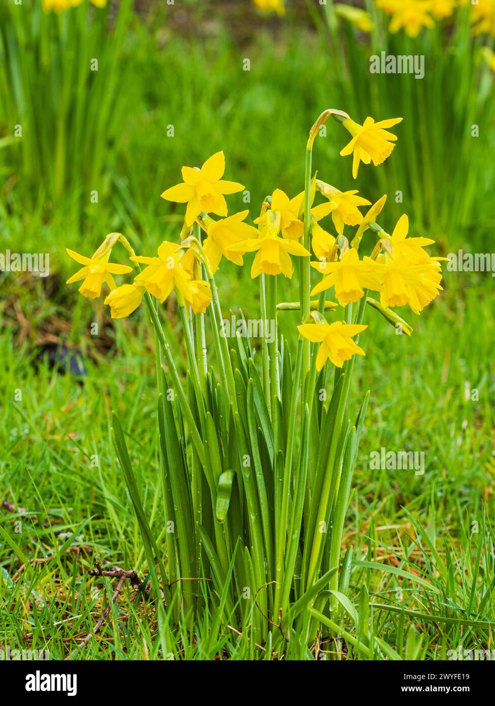 All'inizio della primavera fiorente narciso giallo, Narciso "Tete a Tete", che cresce in erba da giardino non falciata Foto Stock