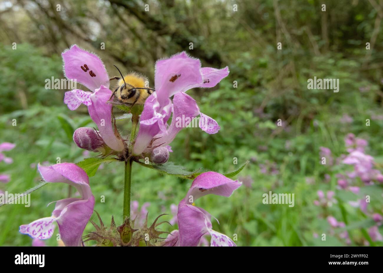 Bumblebee sui fiori viola lamium maculatum. Ortica morta maculata, henbit maculato o pianta in fiore del drago viola in primavera. Foto Stock