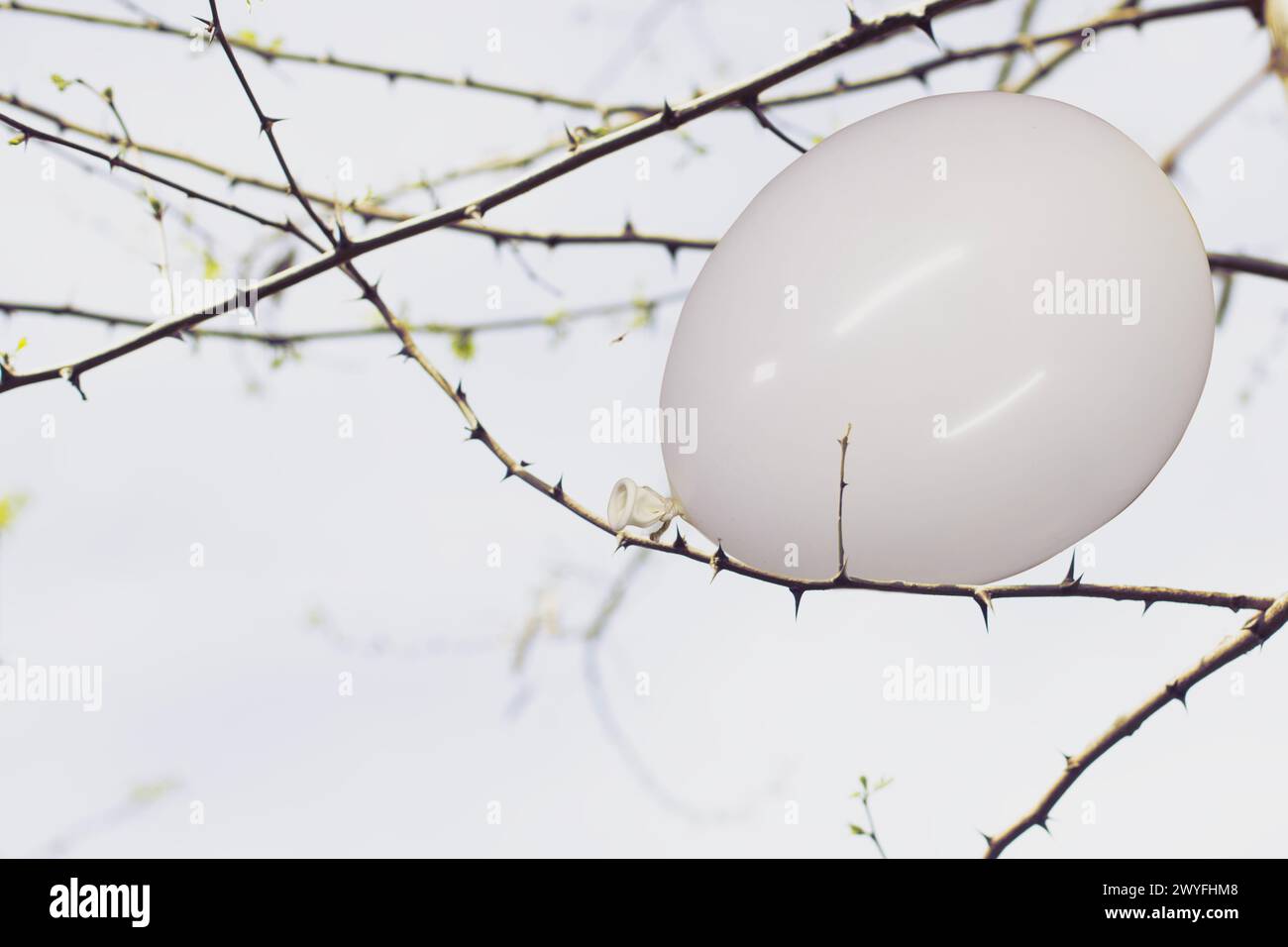 palloncino bianco bloccato nei rami di una pianta spinosa, concetto astratto Foto Stock