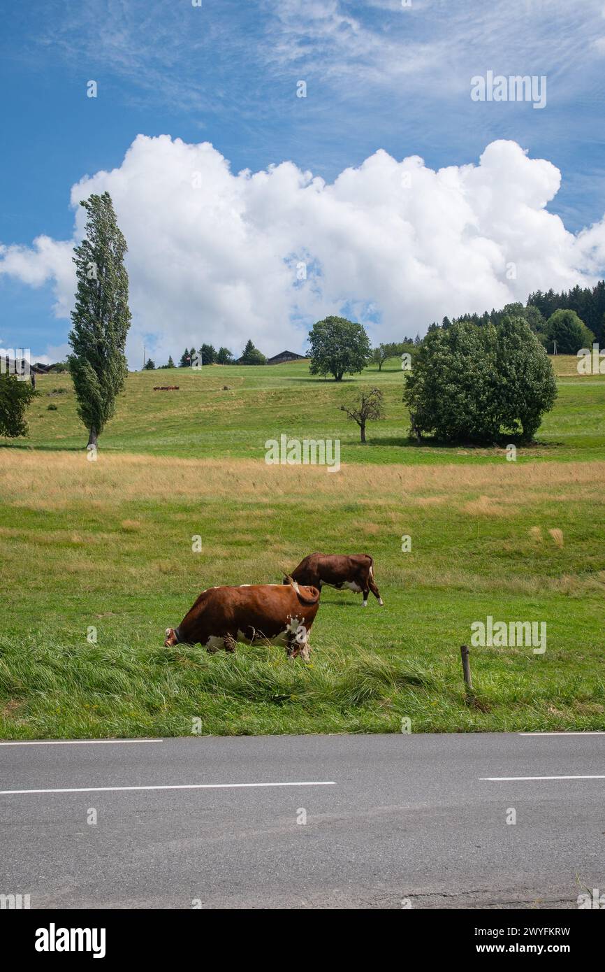 Mucche che pascolano in un alpeggio vicino a Megève in estate, alta Savoia, Alvernia-Rodano-Alpi, Francia Foto Stock
