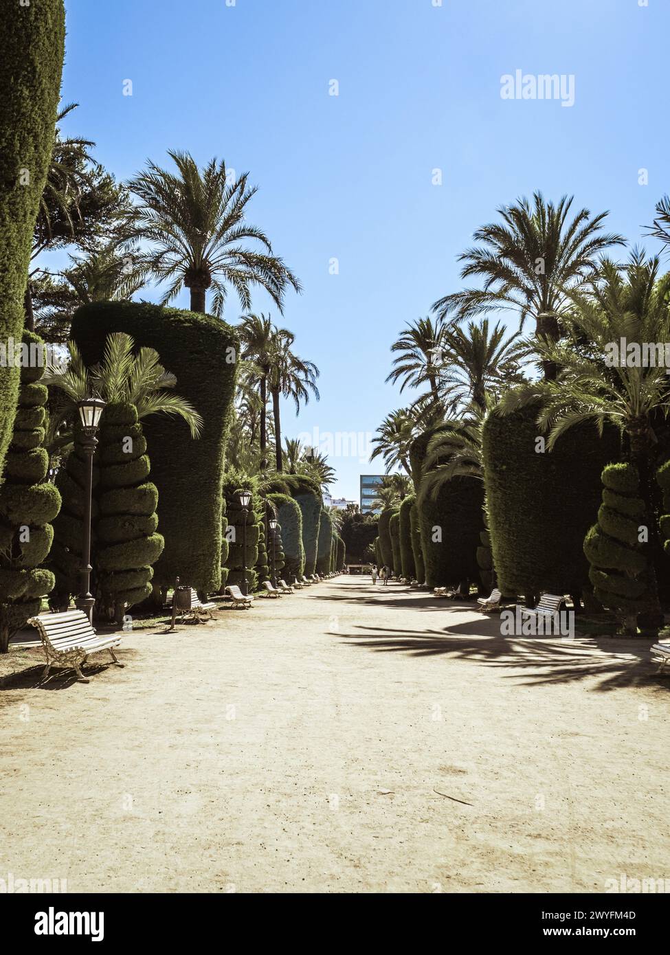 Parque Genovés a Cadice con cipressi e palme lungo un ampio sentiero, Andalusia, Spagna, vacanze estive, turismo in Spagna, giardini pubblici Foto Stock