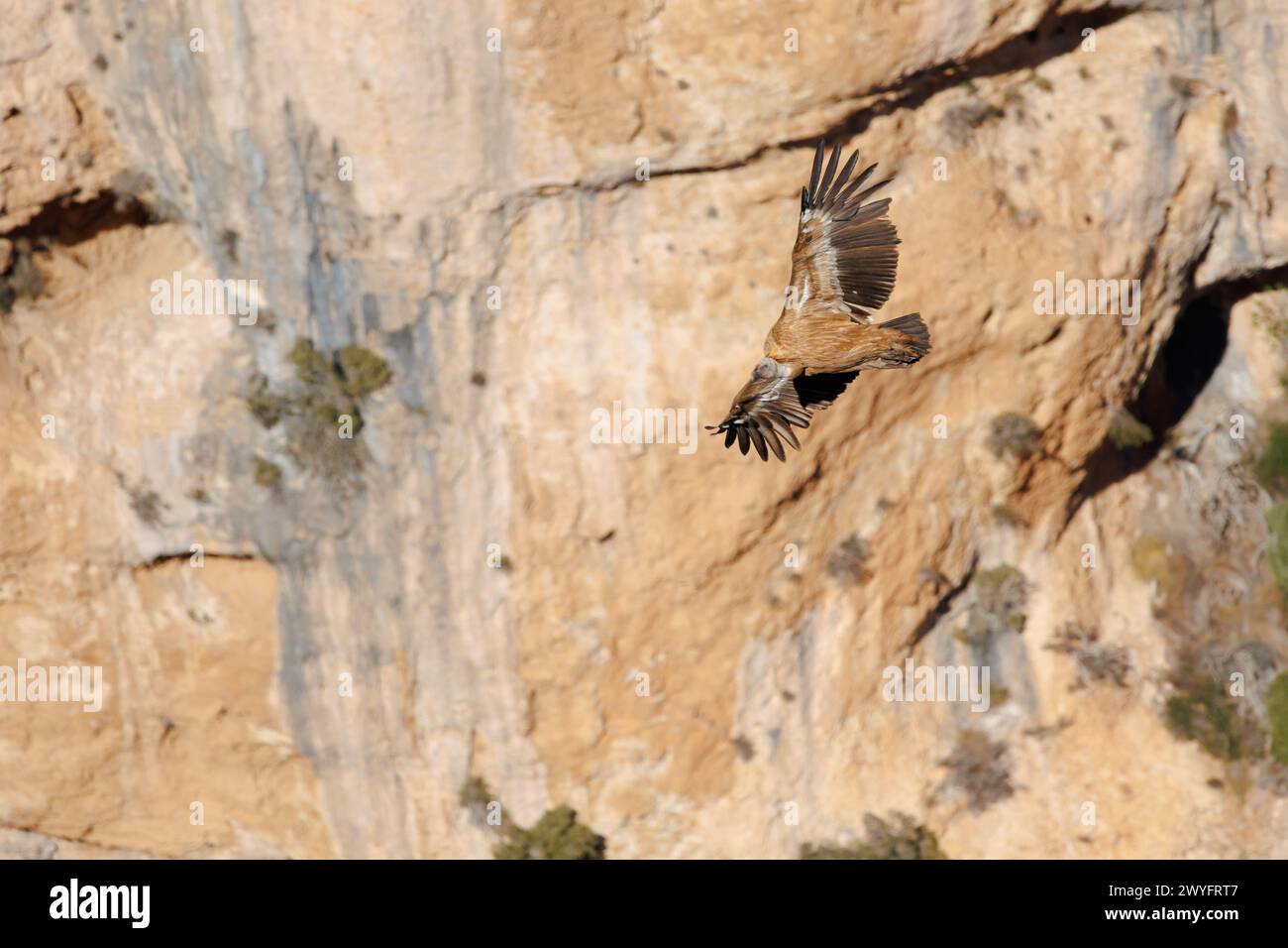 Avvoltoio grifone, Gyps fulvus, volando nel burrone di Cint con parete verticale sullo sfondo, Alcoy, Spagna Foto Stock