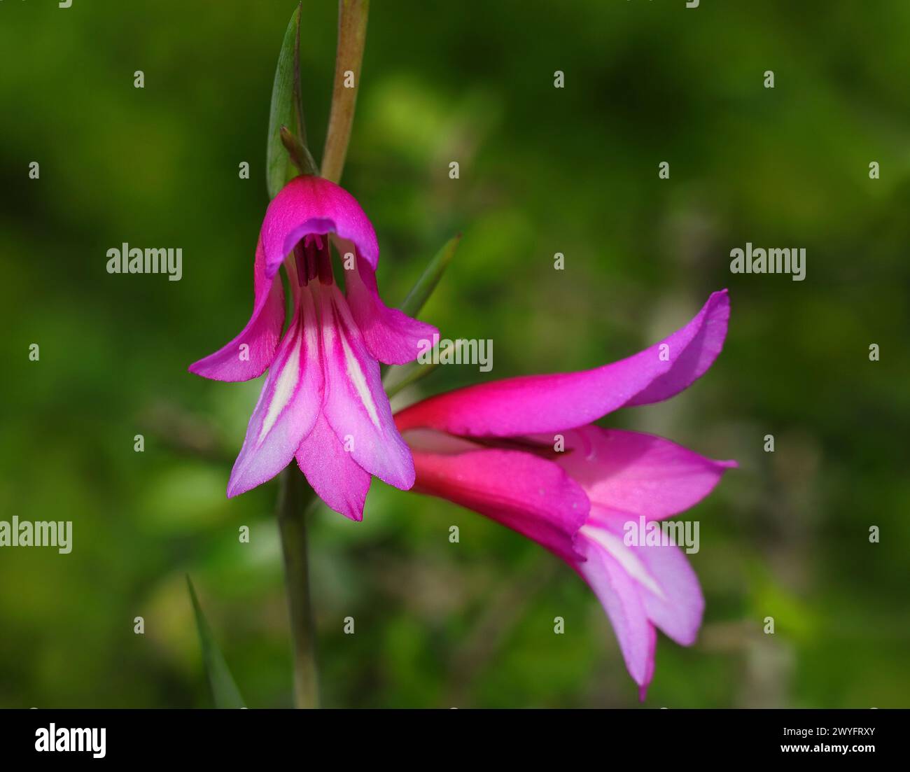 Primavera, Oeiras, Portogallo. Gladiolus illyricus - gladiolus selvatico che cresce selvatico nell'oliveto. Messa a fuoco superficiale selettiva per l'effetto. Sfondo bokeh. Foto Stock