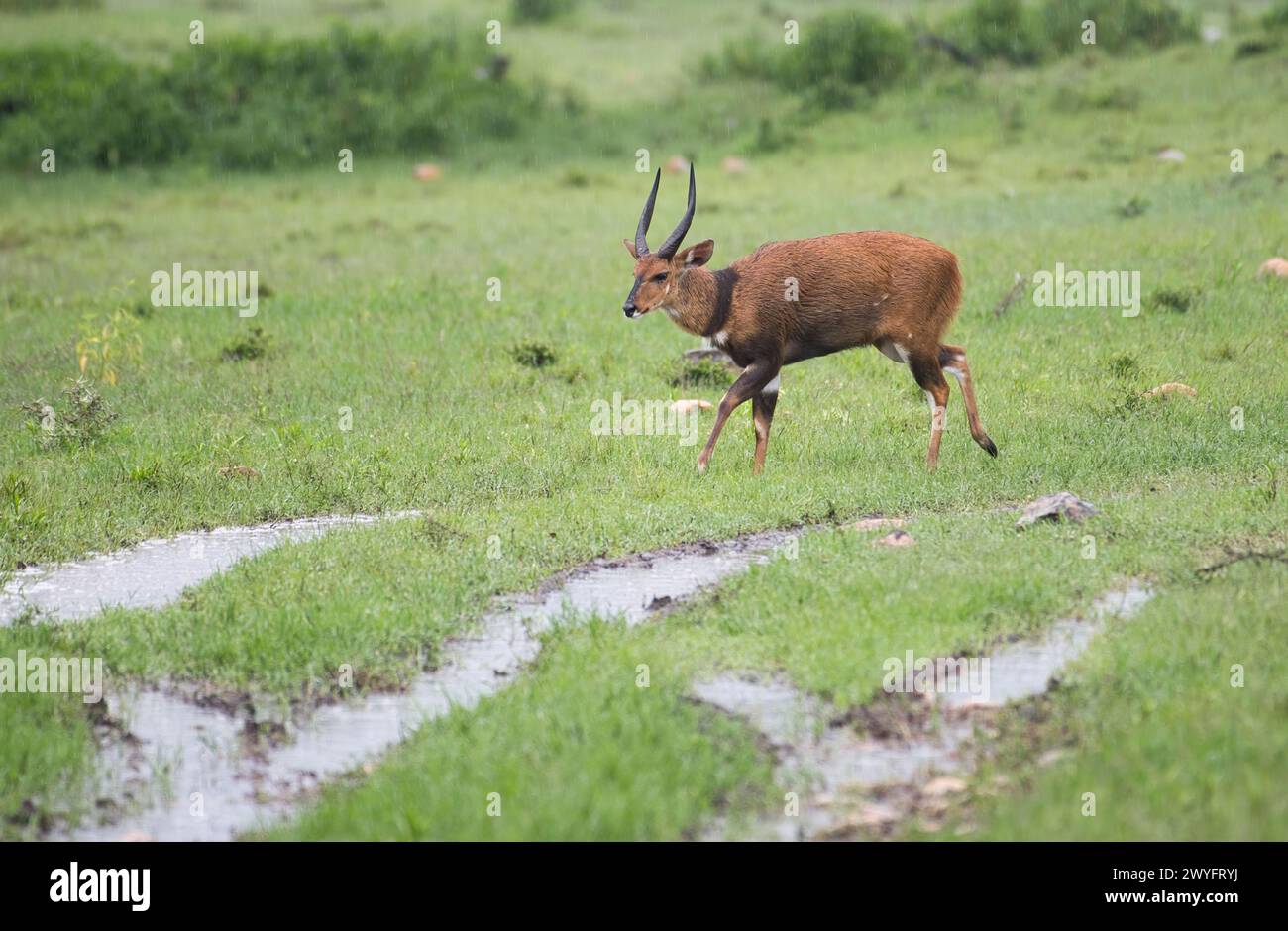 Bushbuck maschile (Tragelaphus scriptus) in direzione del rifugio durante una tempesta di pioggia Foto Stock