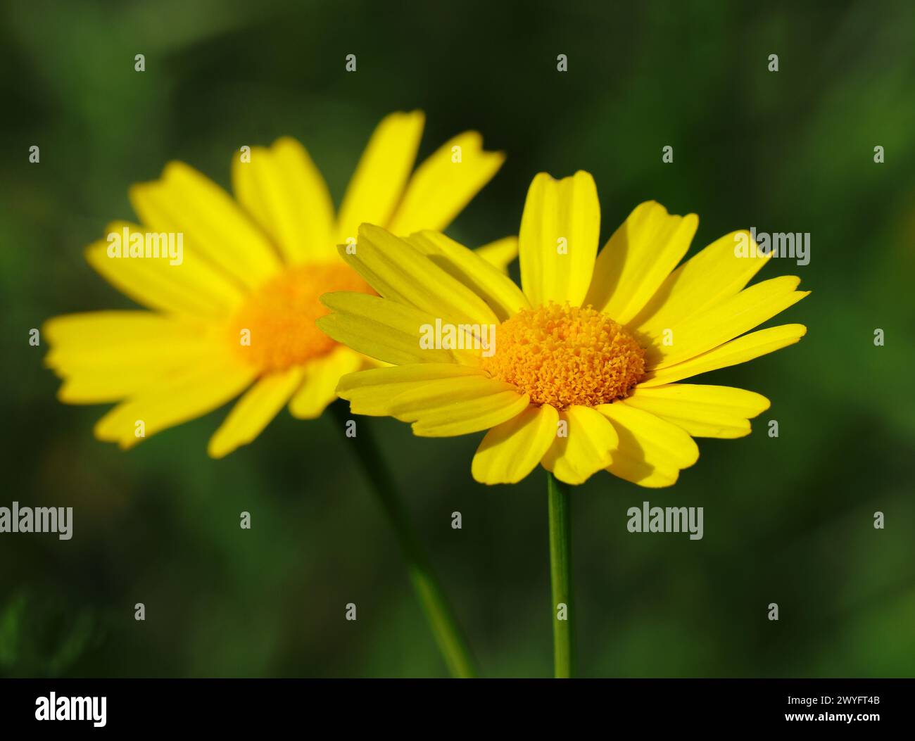 Primavera. Margherita della corona gialla - Glebionis coronaria cresce selvaggia in Portogallo. Noto anche come margherita di ghirlande, crisantemo di ghirlande e crisantemo commestibile Foto Stock