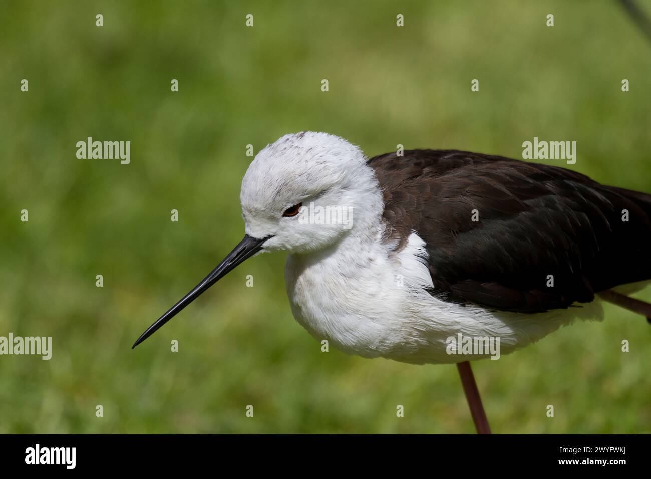 Himantopus himantopus nel Parc Animalier des Pyrenees, Argeles-Gazost, Hauts Pyrenees, Francia Foto Stock