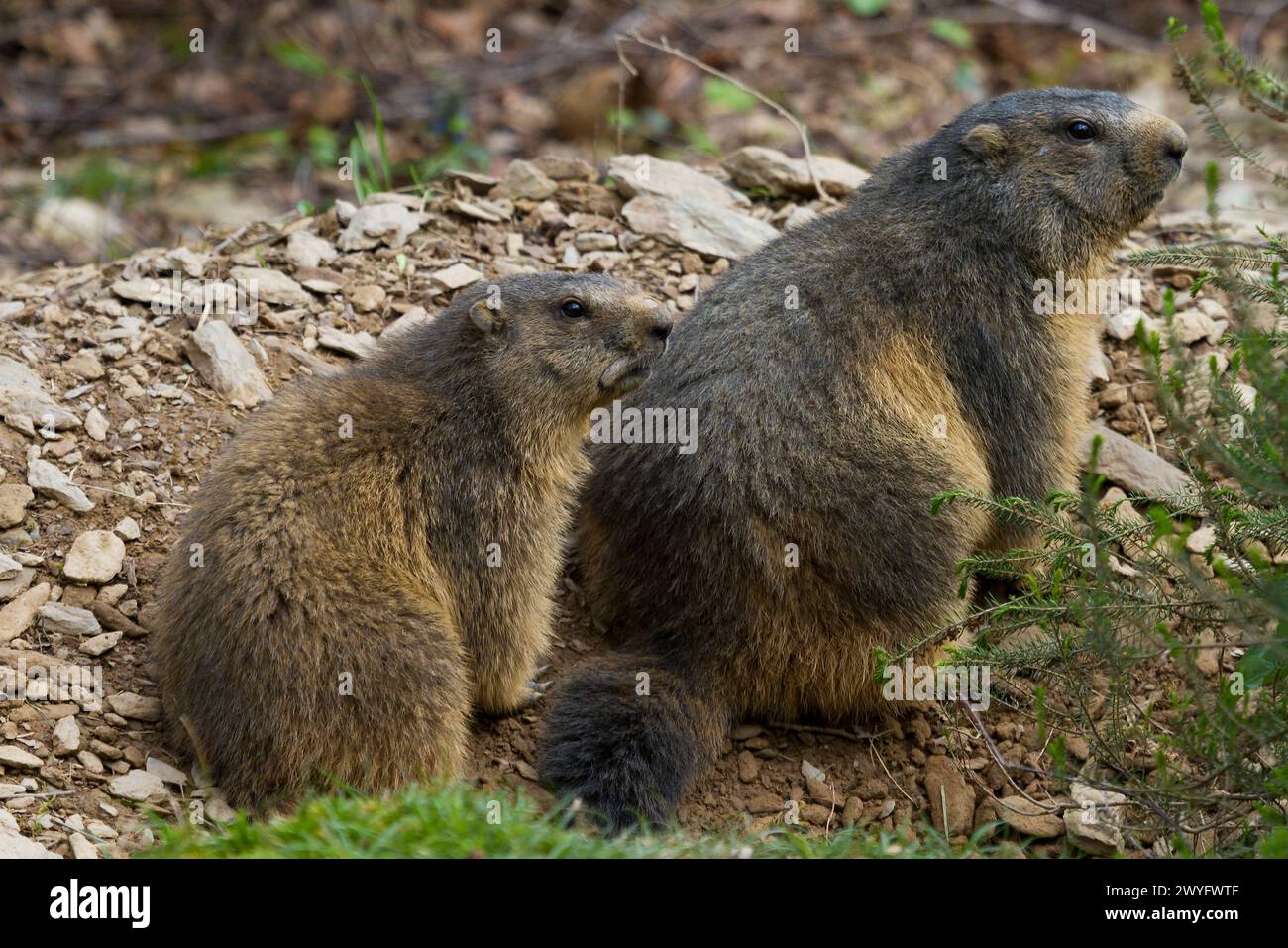 Marmota marmota nel Parc Animalier des Pyrenees, Argeles-Gazost, Hauts Pyrenees, Francia Foto Stock