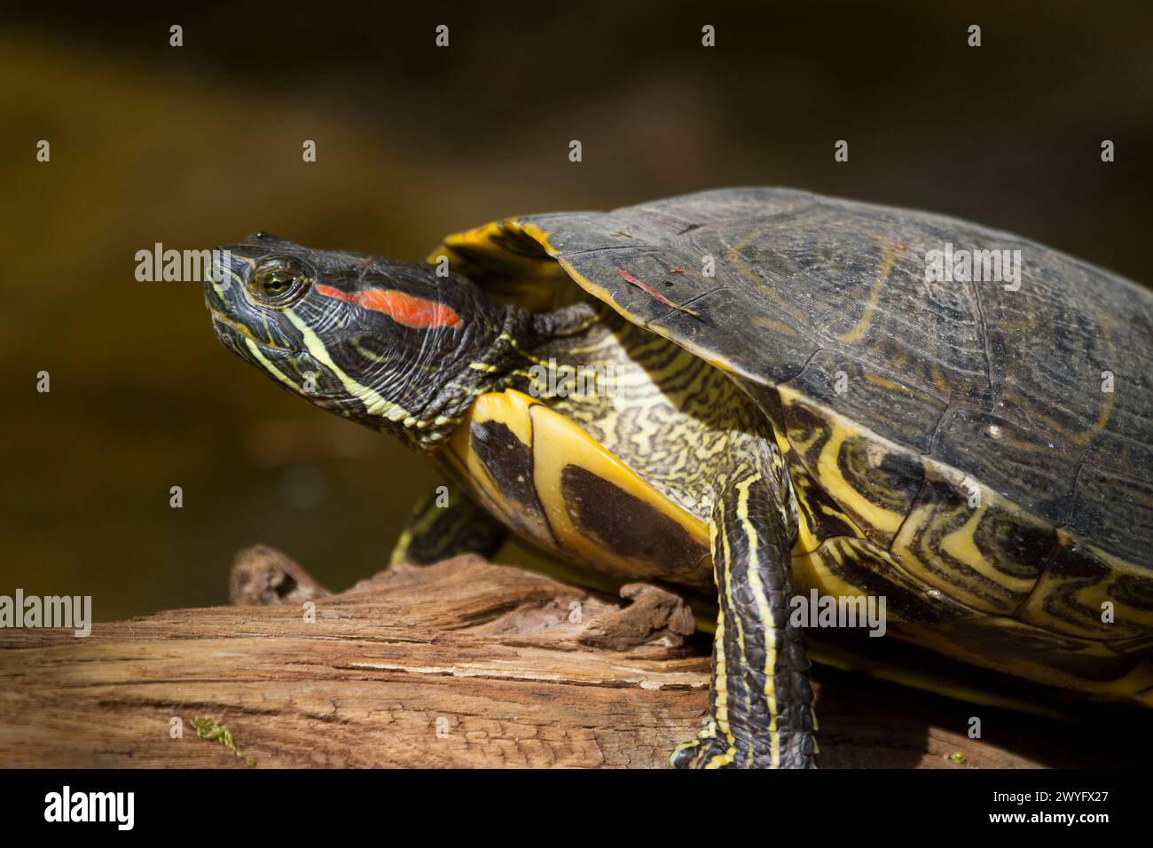 Tartaruga nel Parc Animalier des Pyrenees, Argeles-Gazost, Hauts Pyrenees, Francia Foto Stock