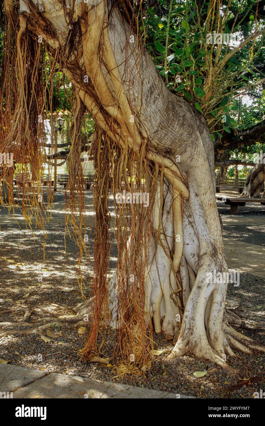 Maui, Hawaii, Stati Uniti - Lahaina, Banyan Tree Aerial Roots Foto Stock